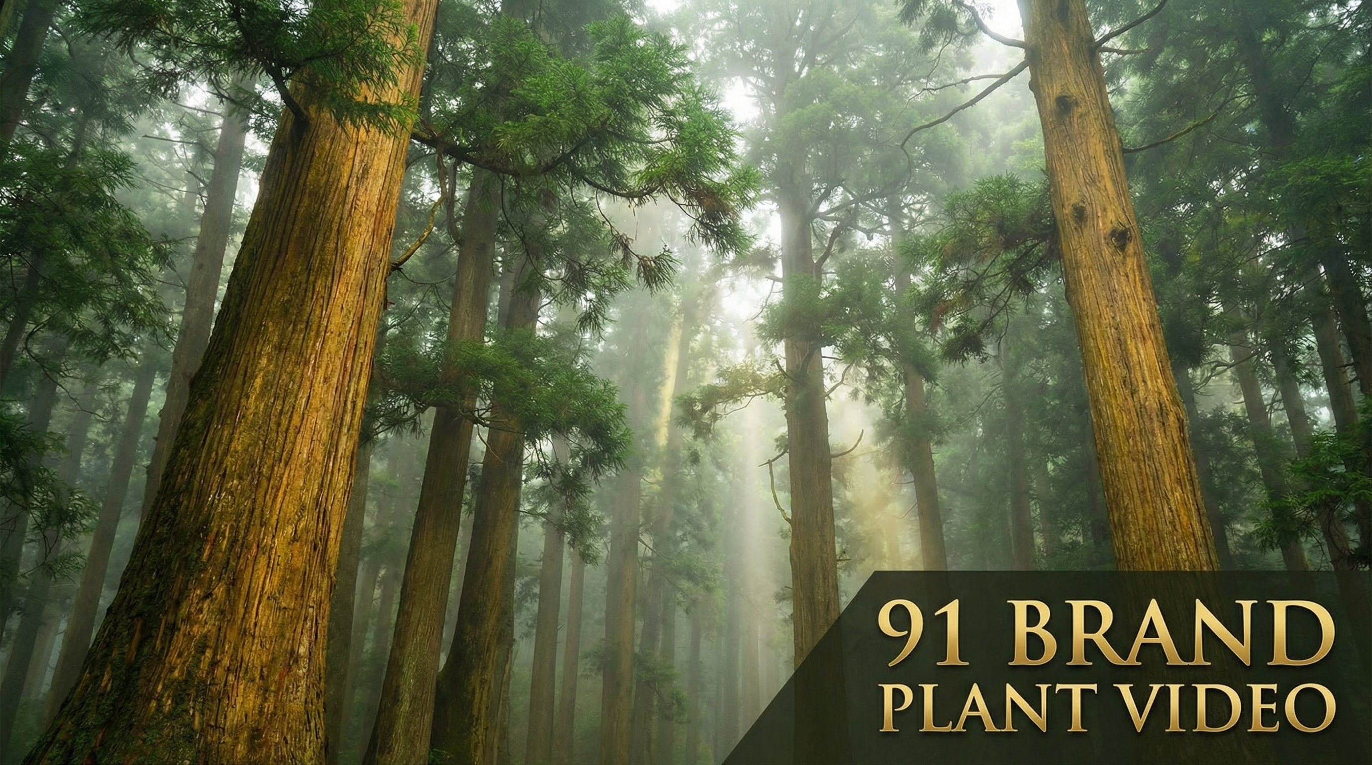 海角网植物视频